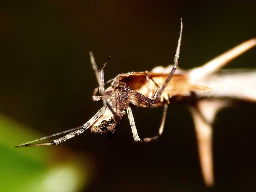 Episinus cfr maculipes - S. Teresa Gallura (OT)